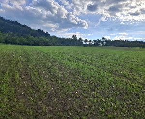 IBA U NÁS! Investičný pozemok na okraji obce Dohňany, Púchov