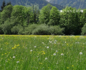 NA PREDAJ slnečný, rovinatý pozemok v obci Dolný Lieskov