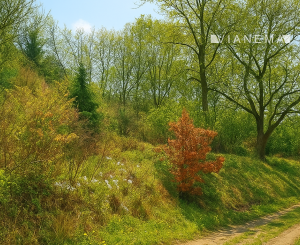 Stavebný pozemok pod lesom na predaj - Haluzice pri N.Meste