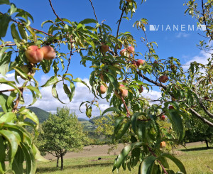 NA PREDAJ! Ovocný sad s krásnym výhľadom - Bošáca,Zabudišová