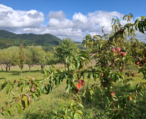 NA PREDAJ! Ovocný sad s krásnym výhľadom - Bošáca,Zabudišová