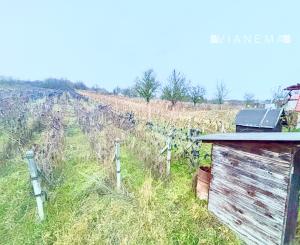 IBA U NÁS! 2X Chata, vinohrad s viničom, Bátorové Kosihy