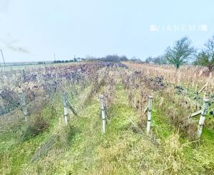 IBA U NÁS! Chata dvojposchodová., vinohrad,  Bátorové Kosihy