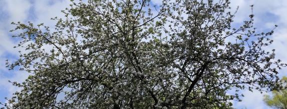 Pripravujeme do ponuky pozemky na výstavbu domov Mostište