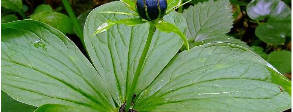 PRIPRAVUJEME do ponuky investičný pozemok Žilina - Vranie