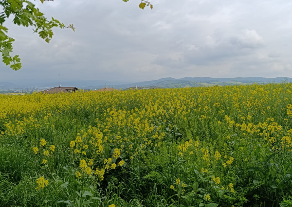 Predaj slnečného pozemku v obci Beluša, okres Púchov
