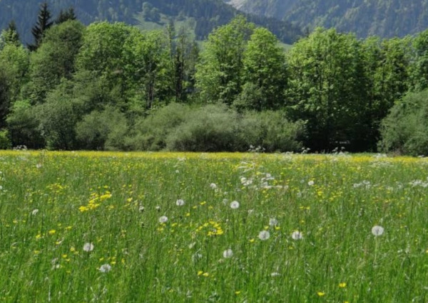 NA PREDAJ slnečný, rovinatý pozemok v obci Dolný Lieskov