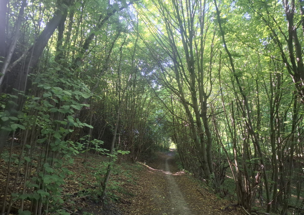 IBA U NÁS! Pozemok 1,8 ha pod lesom-Púchov-Vieska-Bezdedov