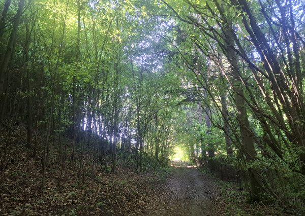 IBA U NÁS! Pozemok 1,8 ha pod lesom-Púchov-Vieska-Bezdedov