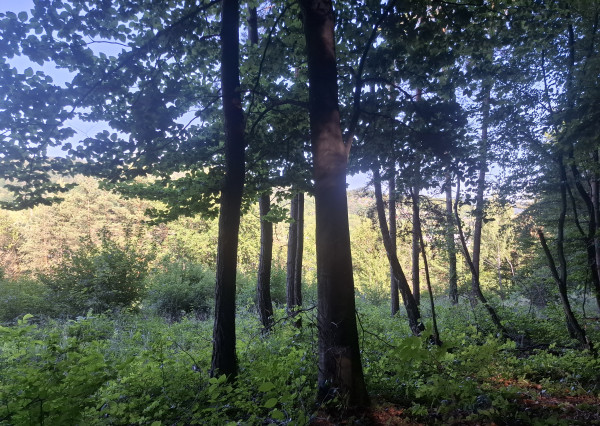 IBA U NÁS! Pozemok 1,8 ha pod lesom-Púchov-Vieska-Bezdedov