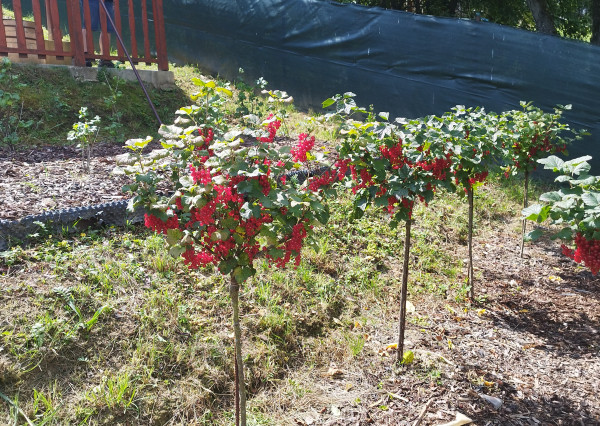 NA PREDAJ krásna chatka v Považskej Bystrici, časť Kalsové