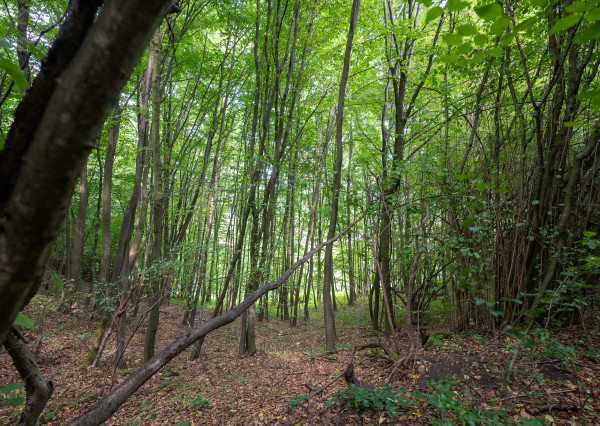 IBA U NÁS! Pozemok 1,8 ha pod lesom-Púchov-Vieska-Bezdedov