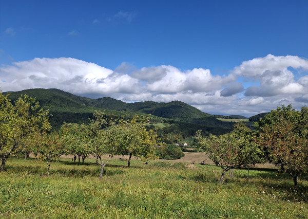NA PREDAJ! Ovocný sad s krásnym výhľadom - Bošáca,Zabudišová