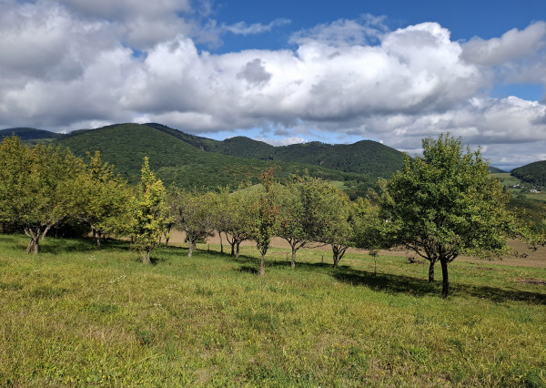 NA PREDAJ! Ovocný sad s krásnym výhľadom - Bošáca,Zabudišová