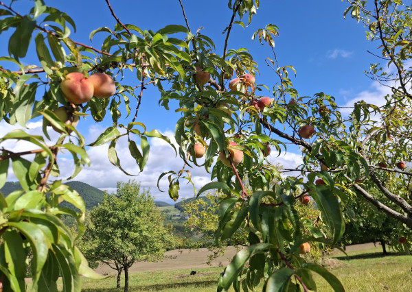 NA PREDAJ! Ovocný sad s krásnym výhľadom - Bošáca,Zabudišová