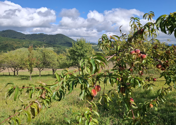 NA PREDAJ! Ovocný sad s krásnym výhľadom - Bošáca,Zabudišová