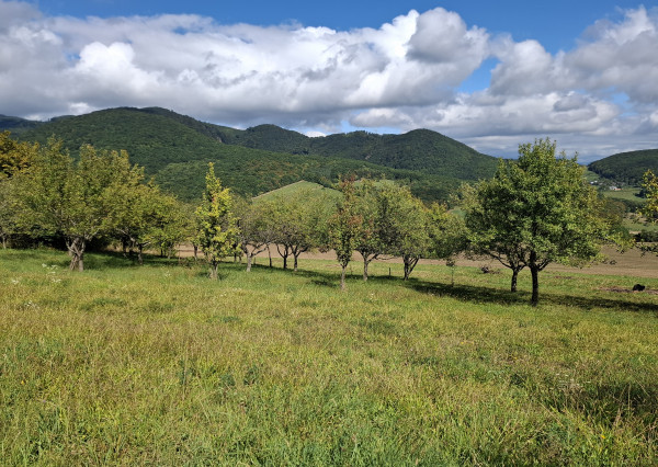 NA PREDAJ! Ovocný sad s krásnym výhľadom - Bošáca,Zabudišová
