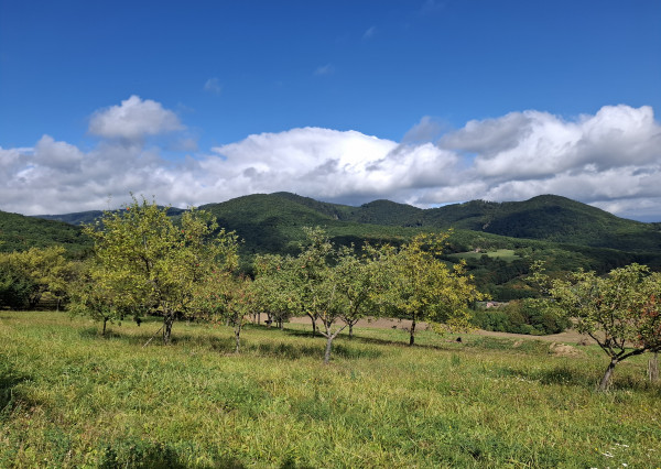 NA PREDAJ! Ovocný sad s krásnym výhľadom - Bošáca,Zabudišová