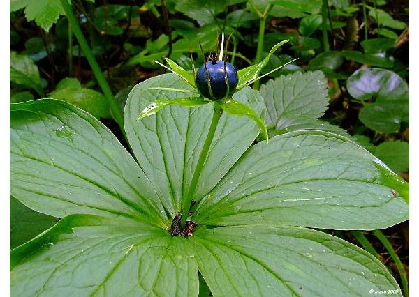 PRIPRAVUJEME do ponuky investičný pozemok Žilina - Vranie