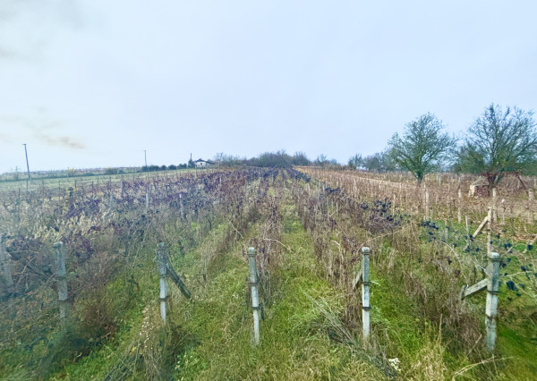 IBA U NÁS! Chata, vinohrad, pivnica, vinič, Bátorové Kosihy