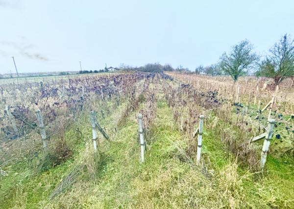 IBA U NÁS! 2X Chata, vinohrad s viničom, Bátorové Kosihy