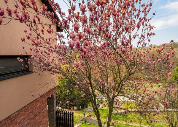 PRIPRAVUJEME! Na predaj chata so záhradou, Nemšová-Luborča