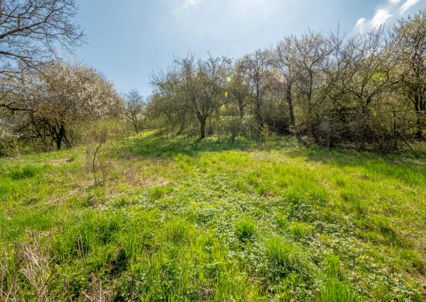 IBA U NÁS! Na predaj RD s pozemkom - 3225m² Varhaňovce