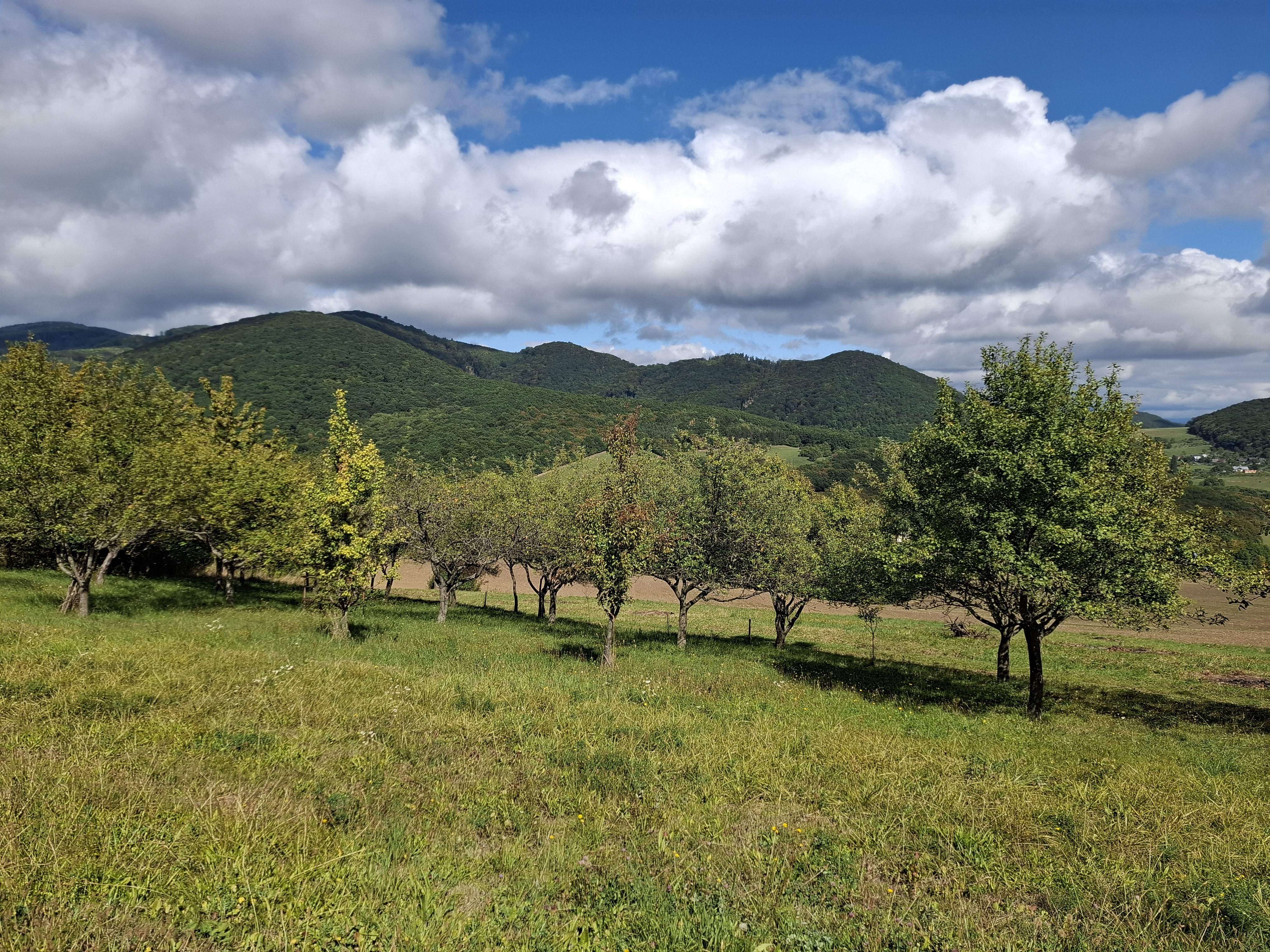 NA PREDAJ! Ovocný sad s krásnym výhľadom - Bošáca,Zabudišová