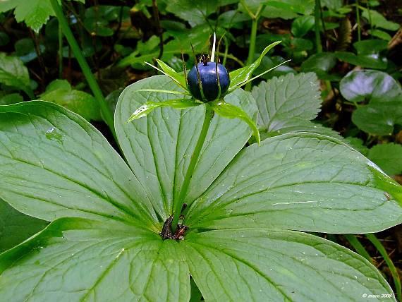 PRIPRAVUJEME do ponuky investičný pozemok Žilina - Vranie