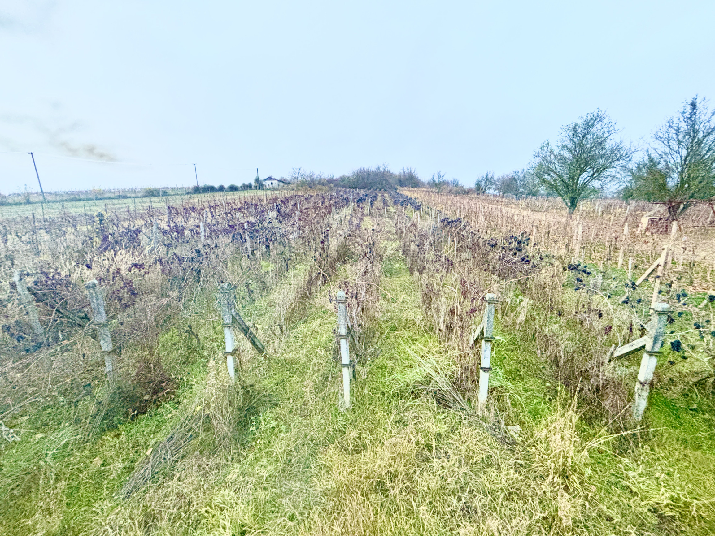 IBA U NÁS! Chata, vinohrad, pozemok, Bátorové Kosihy